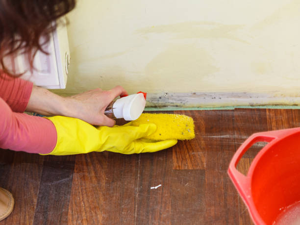 Mold Remediation for Rental Properties